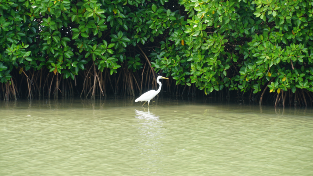 Chorao Island Mangroves, Goa