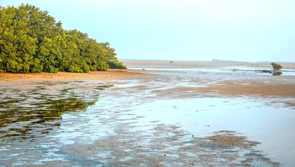 Gulf of Kutch Mangroves, Gujarat