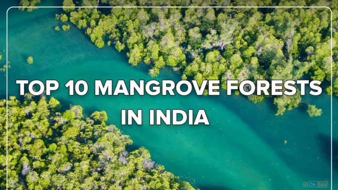Top 10 Beautiful Mangrove forests