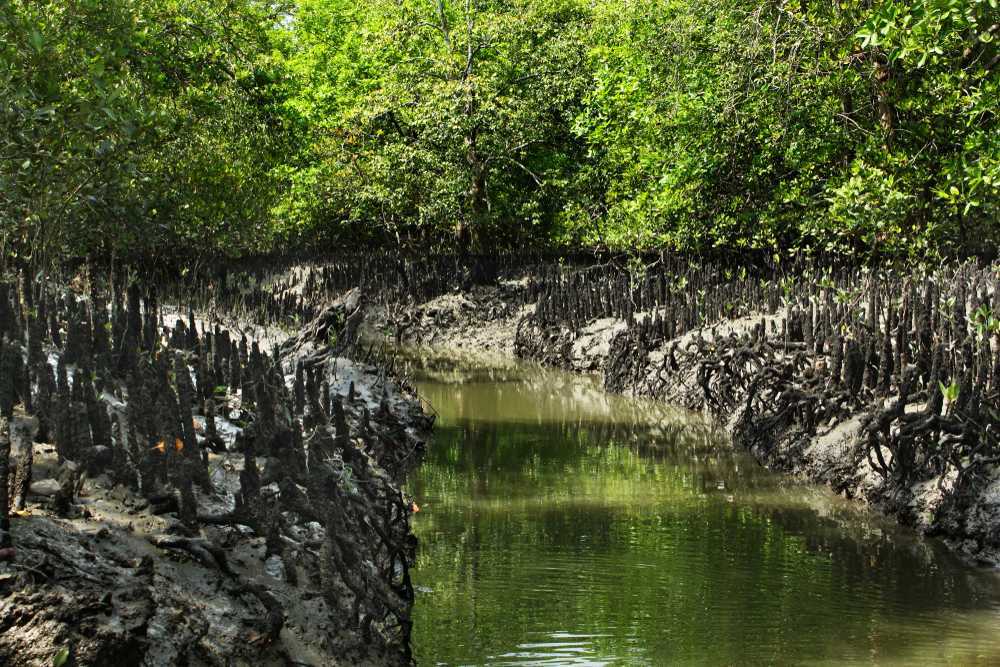 Sundarbans Mangroves, West Bengal