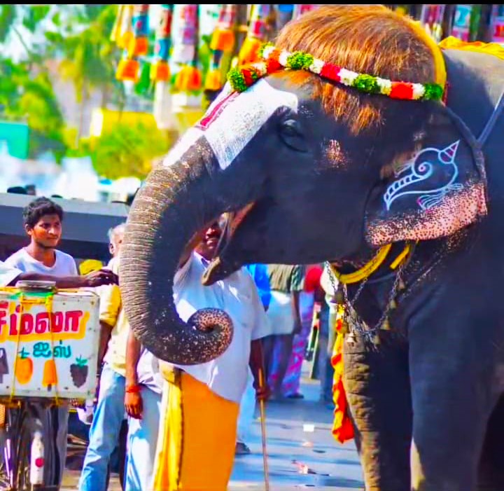 Rajagopalaswamy temple elephant Sengamalam