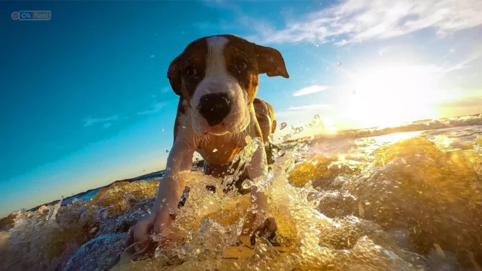 Keep Your Pet Cool in Summer