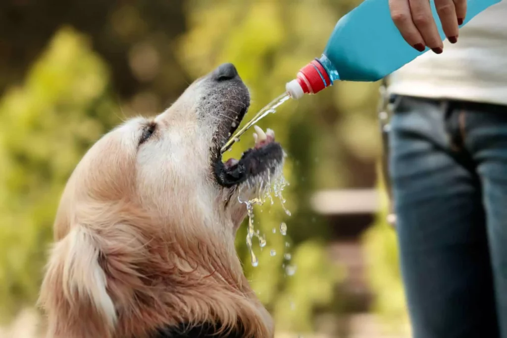 Keep Your Pet Cool in Summer